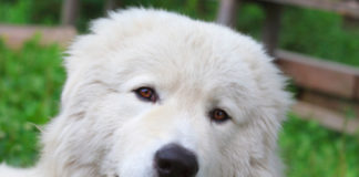 Il Pastore Maremmano 569 0 055 Cane da Pastore Maremmano